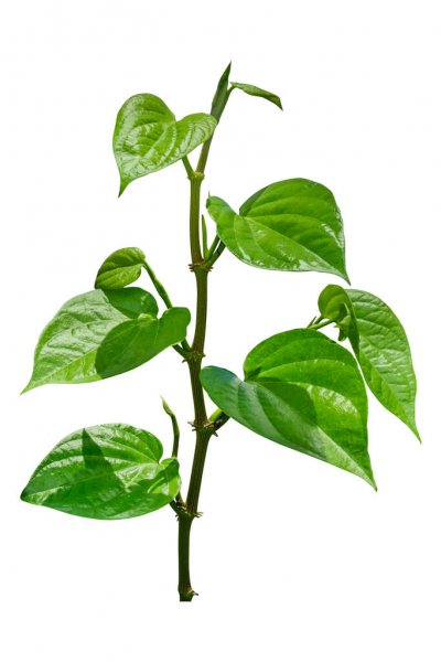 Piper betle (Betel Vine, Veeleyada ele)
