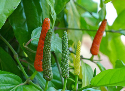 Piper longum -Thippali (Long pepper, Tippali)