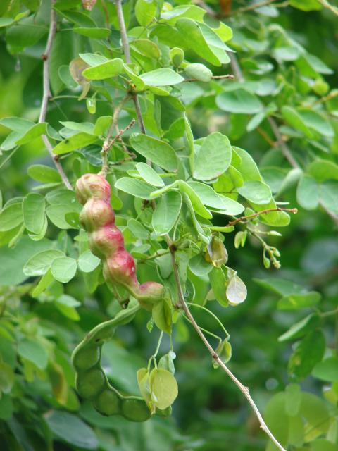 Pithecellobium dulce (Sweet Tamarind)