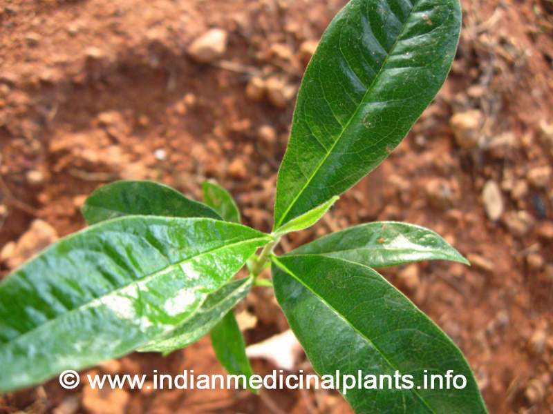 Pittosporum tetraspermum (snake bite) (Kuyimavu(snake bite))