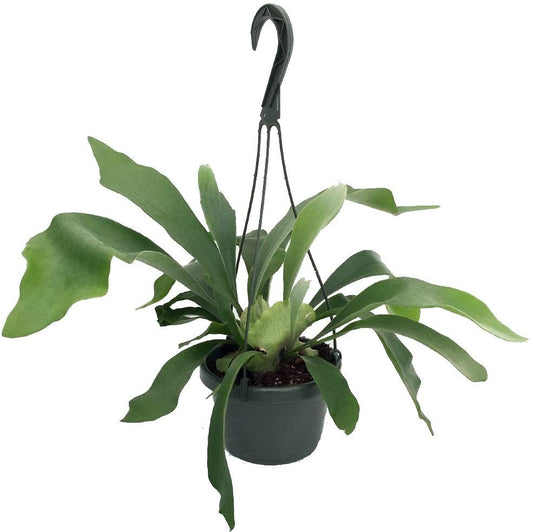 Platycerium (Staghorn Fern)