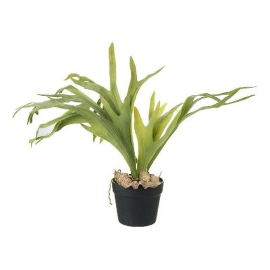 Platycerium (Staghorn Fern)
