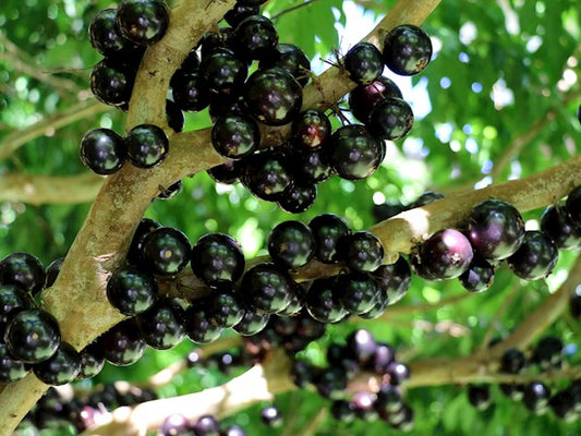 Plinia cauliflora (Jabuticaba)