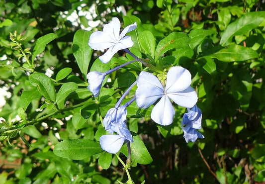Plumbago auriculata (Cape Leadwort, Neeli chitramula)