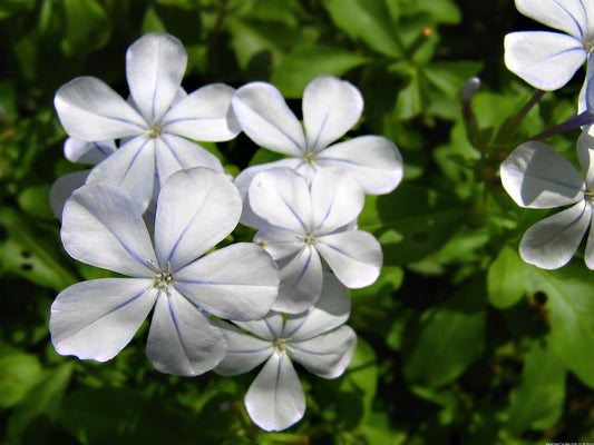 Plumbago auriculata (Cape Leadwort, Neeli chitramula)