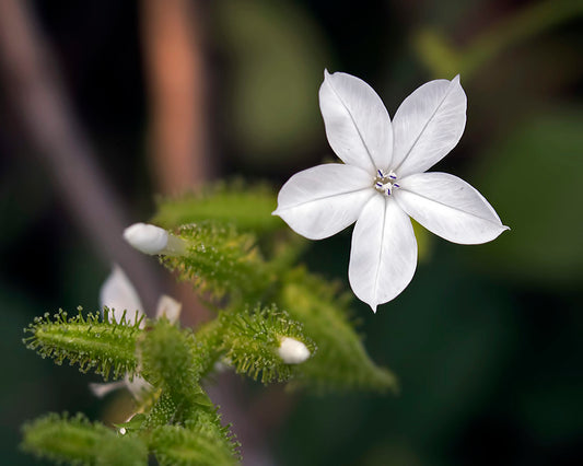 Plumbago zeylanica (White leadwort, Chitramula)