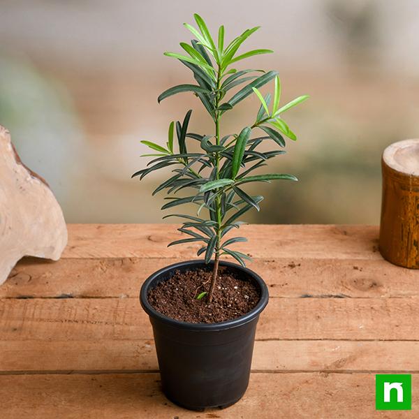 Podocarpus Macrophyllus (Buddhist Pine)