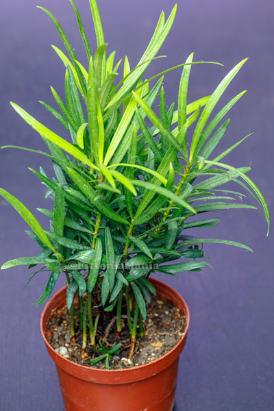 Podocarpus Macrophyllus (Buddhist Pine)