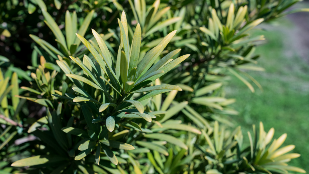 Podocarpus elongatus (Breede River Yellowwood)