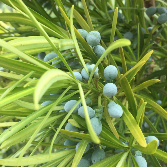 Podocarpus elongatus (Breede River Yellowwood)