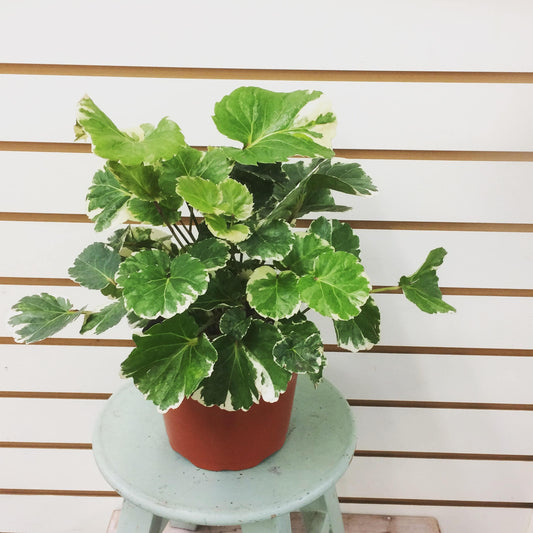 Polyscias (Aralia Dwarf)