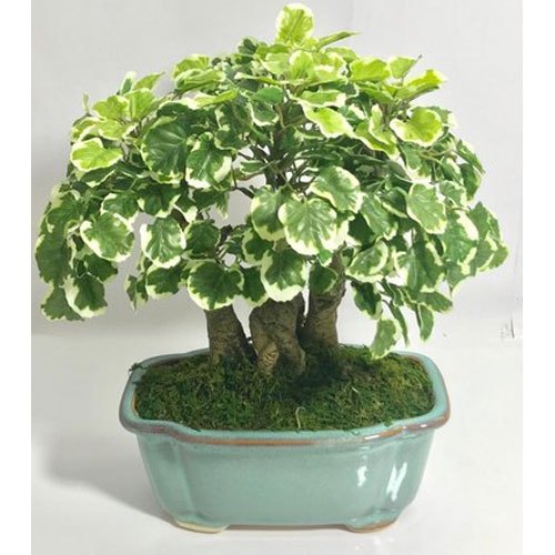 Polyscias (Aralia Dwarf)