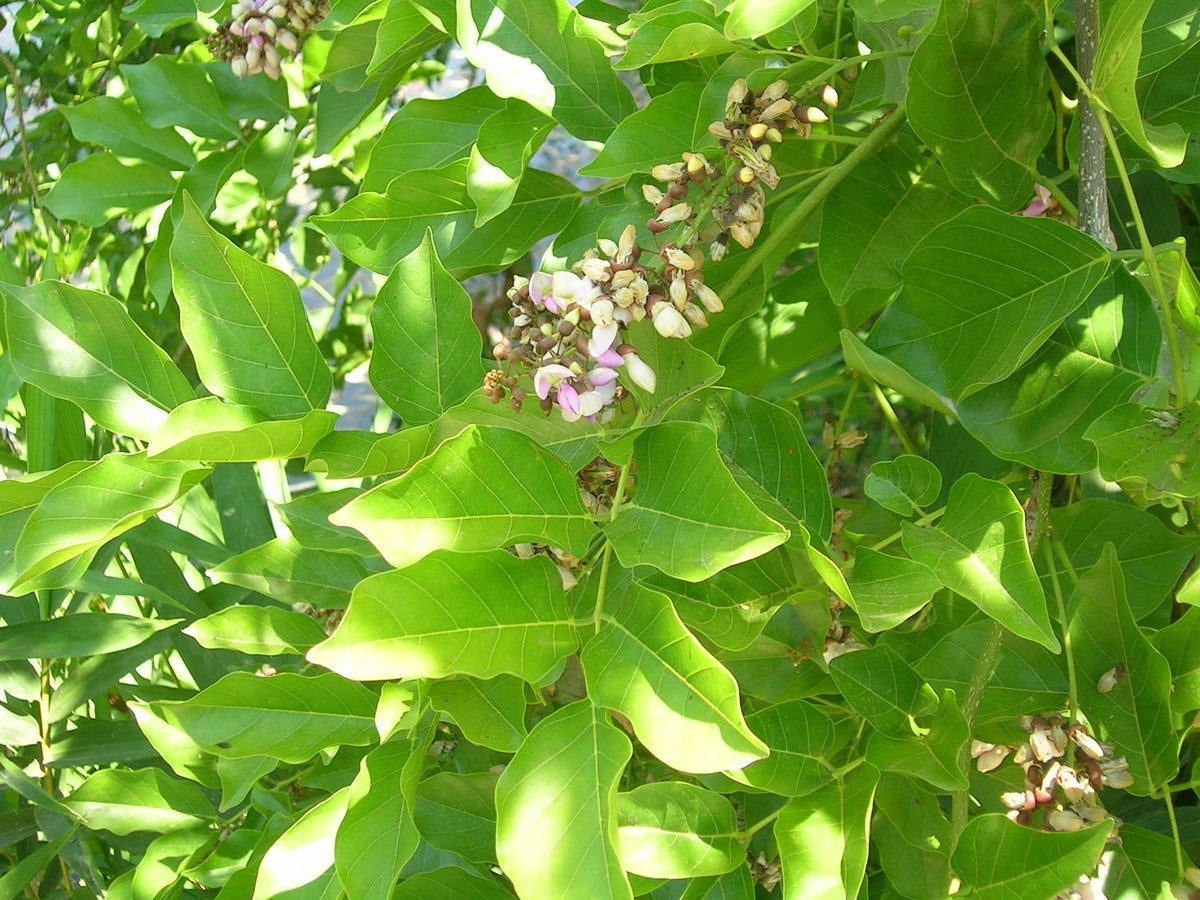 Pongamia pinnata - Ungu (Indian Beech, Honge)