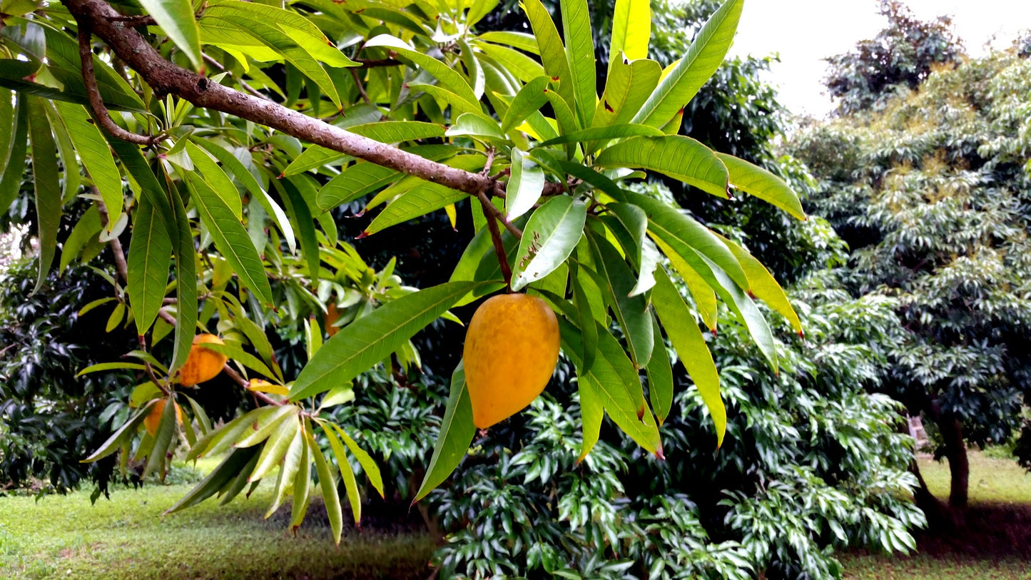 Pouteria campechiana 1 (Egg Fruit)
