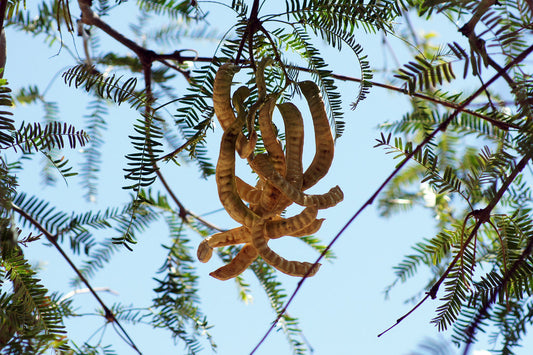 Prosopis chilensis (Chilean mesquite)