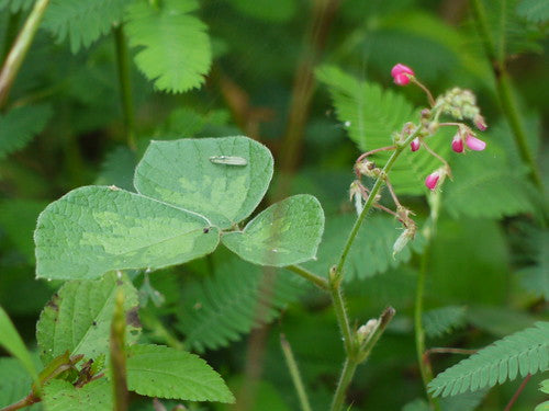 Pseudarthria viscida - Moovila (Sticky Desmodium, Antubele )