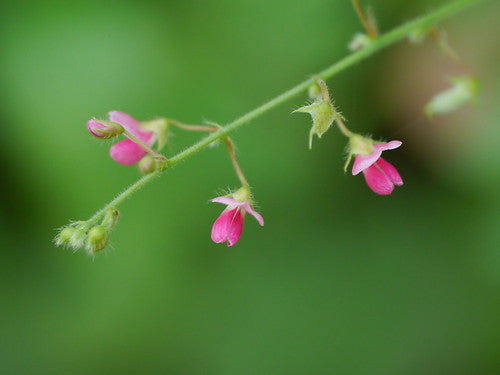 Pseudarthria viscida - Moovila (Sticky Desmodium, Antubele )