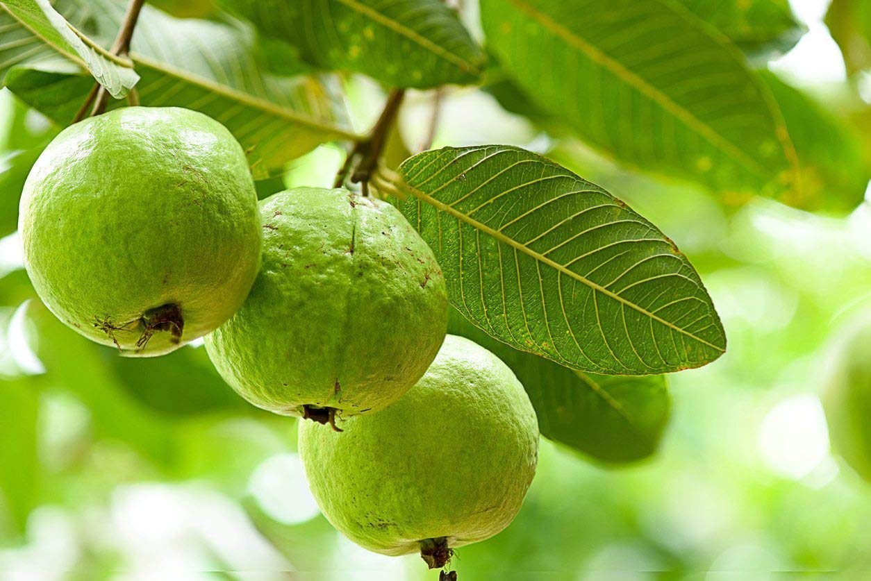 Psidium guajava -L49 (Guava)
