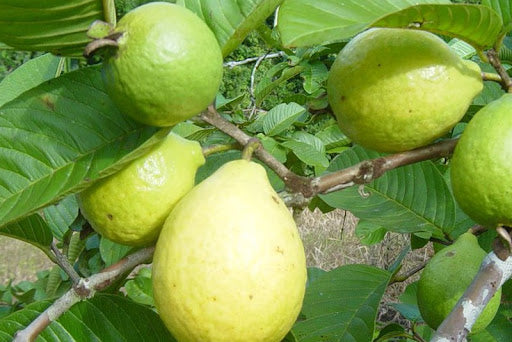 Psidium guajava -Thai pink (Guava)