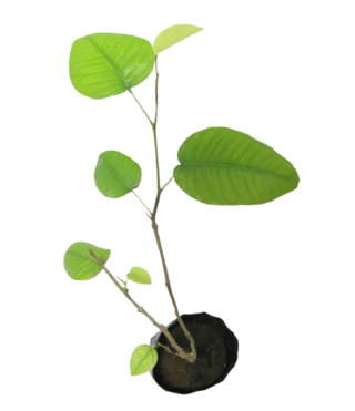 Pterocarpus santalainus -Red Sandal (Red Sandalwood, Raktha Chandana)