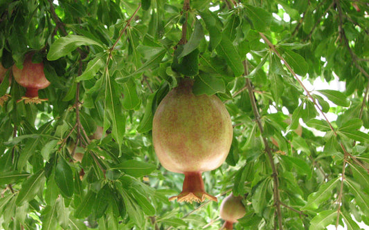 Punica granatum- Ganesh (Pomogranate)