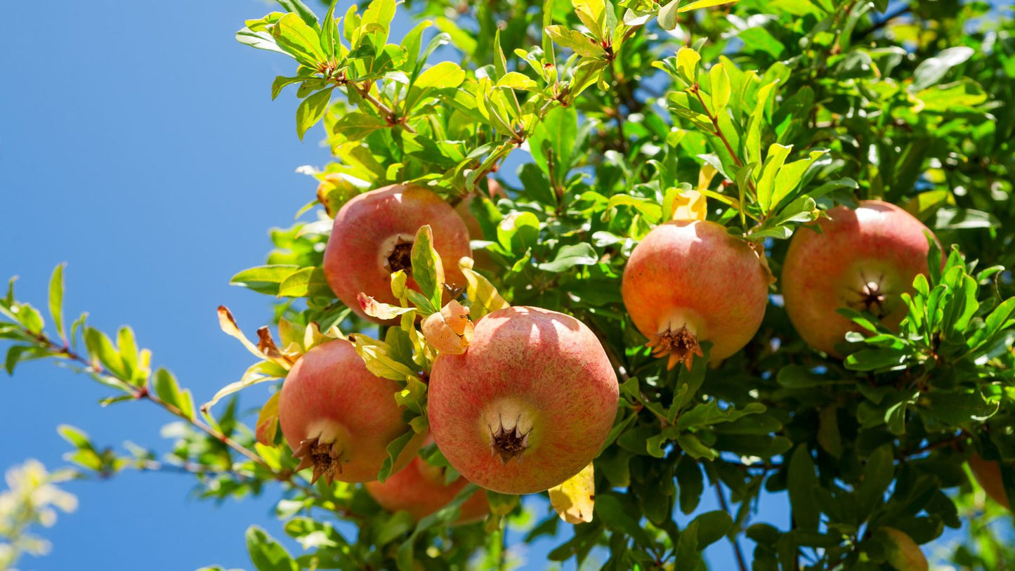 Punica granatum- Ganesh (Pomogranate)
