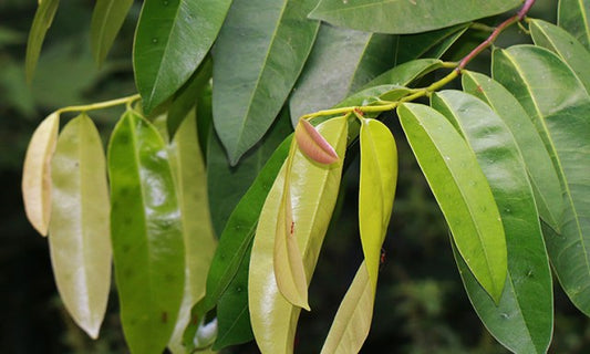 Quassia indica (Niepa Bark tree, Nipa)