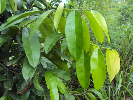 Quassia indica (Niepa Bark tree, Nipa)