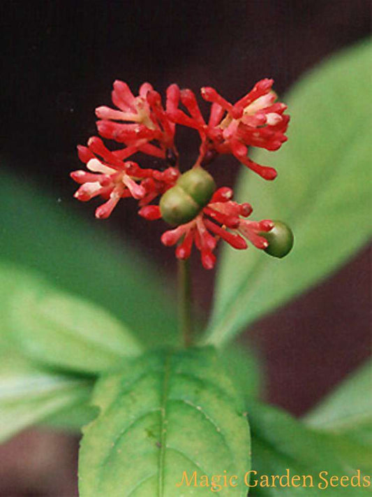Rauvolfia serpentina (Indian Snakeroot,Sarpagandha)