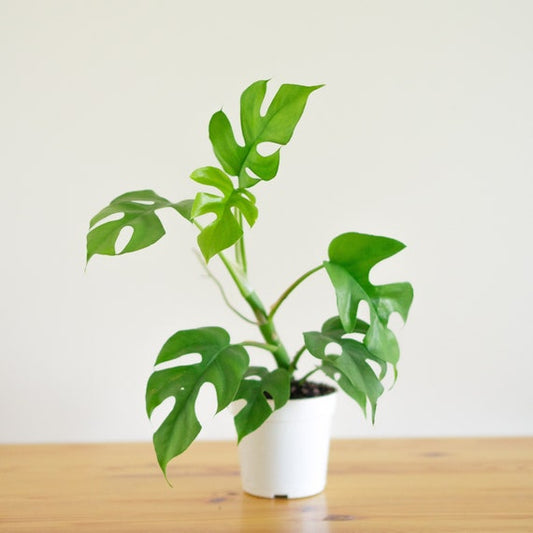 Rhaphidophora Tetrasperma (Mini Monstera)