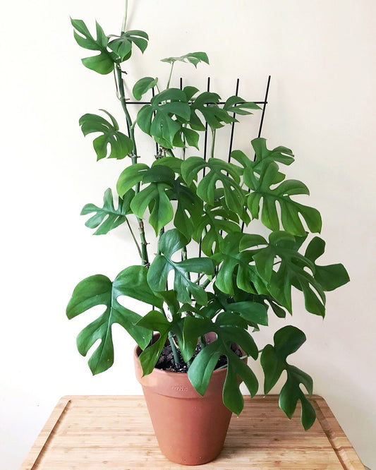 Rhaphidophora Tetrasperma (Mini Monstera)