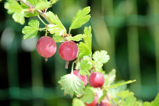 Ribes uva crispa (Europen Gooseberry, Red Nellikaayi)