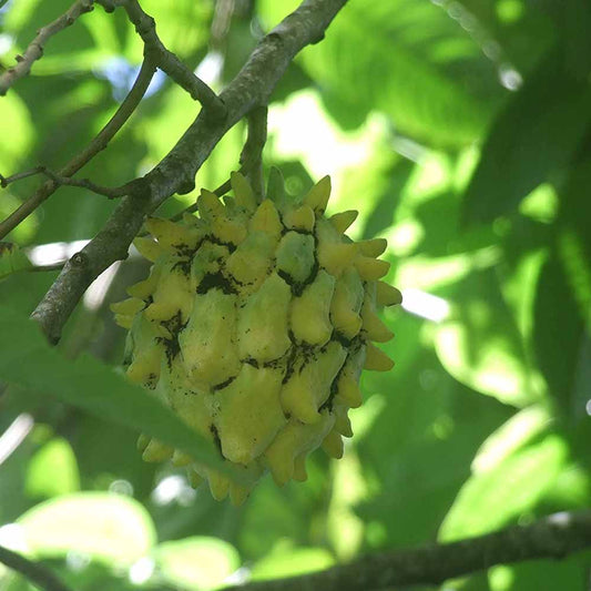 Rollinia deliciosa (Rollinia)