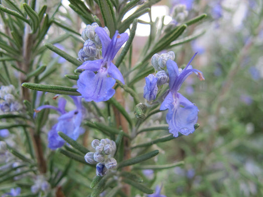 Rosemary Officinalis (Rosemary)