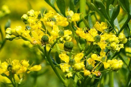 Ruta graveolens (Common Rue, Naagadaali)
