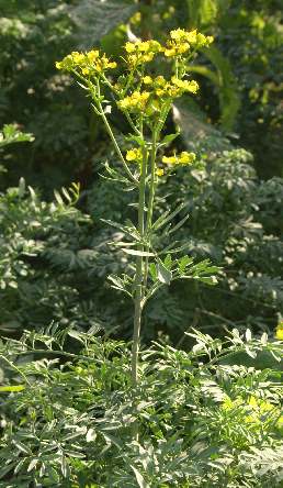 Ruta graveolens (Common Rue, Naagadaali)