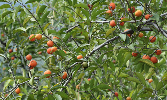 Salada reticulata (Kothala Himbutu)