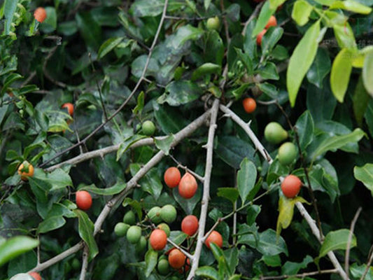Salada reticulata (Kothala Himbutu)