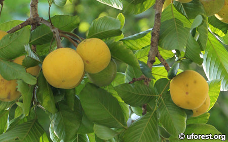 Sandoricum koetjape (Santol)