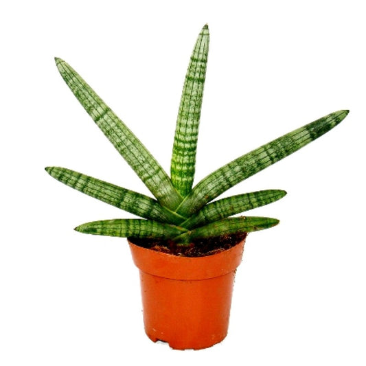 Sansevieria Cylindrica ‘Boncel (Spear Orchid)