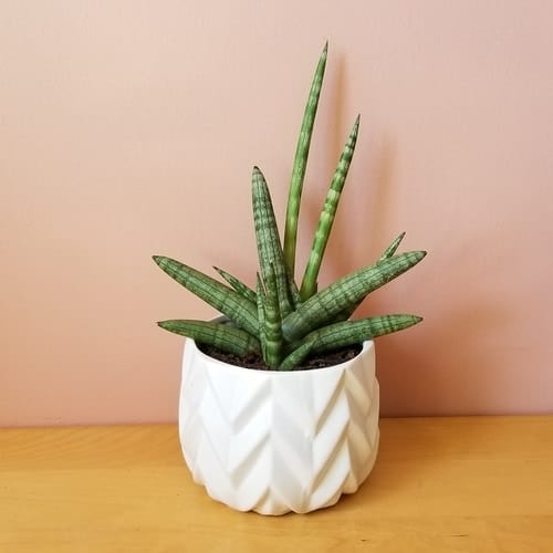 Sansevieria Cylindrica ‘Boncel (Spear Orchid)