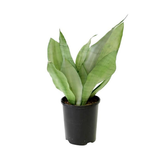 Sansveria Moonshine (Snake Plant)