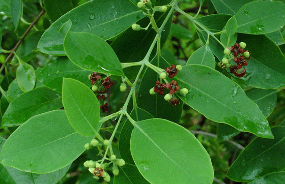 Santalum album -Chandhanam (Sandalwood, Srigandha)