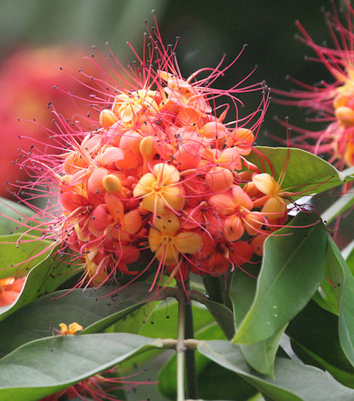Saraca asoca -Asokam (Ashoka tree)