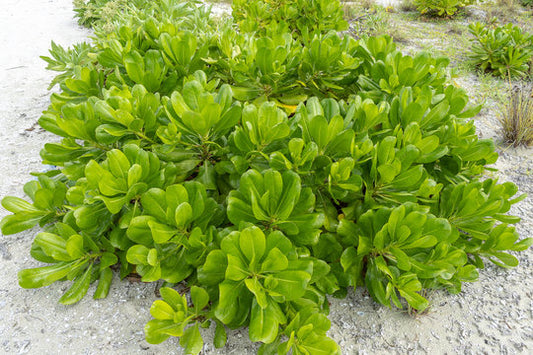 Scaevola taccada (Beach Cabbage, Bhadraak)