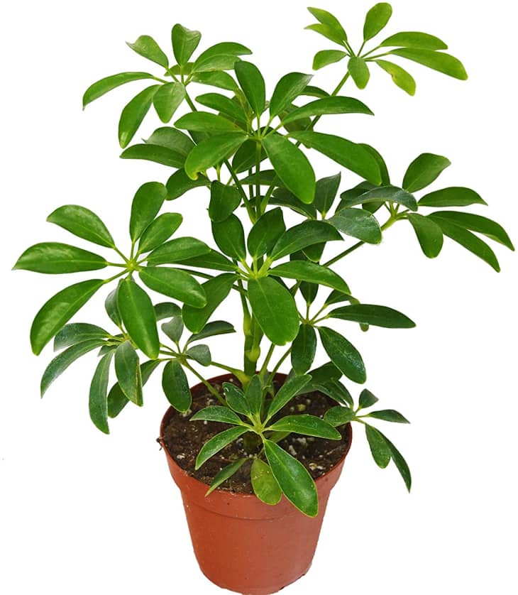 Schefflera Green (Dwarf Umbrella Tree)