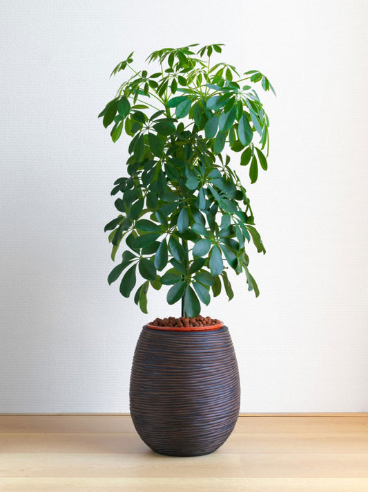 Schefflera Green (Dwarf Umbrella Tree)
