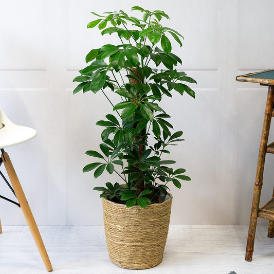 Schefflera Green (Dwarf Umbrella Tree)