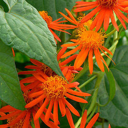 Senecio Confusus (Senecio Creeper Orange)