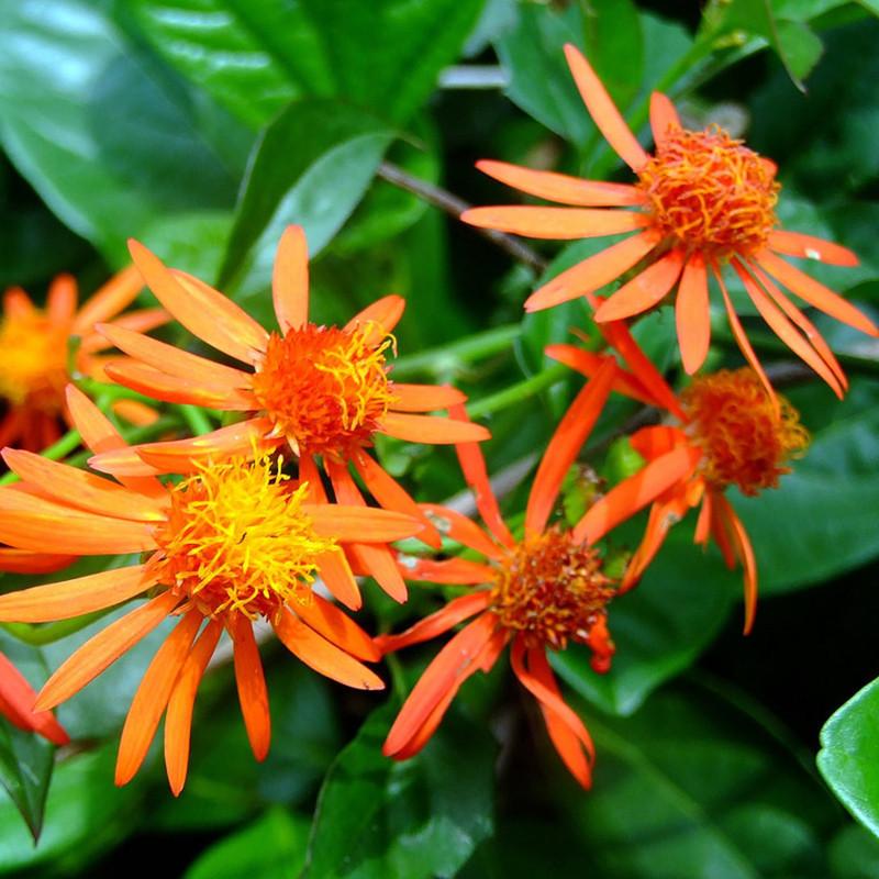 Senecio Confusus (Senecio Creeper Orange)
